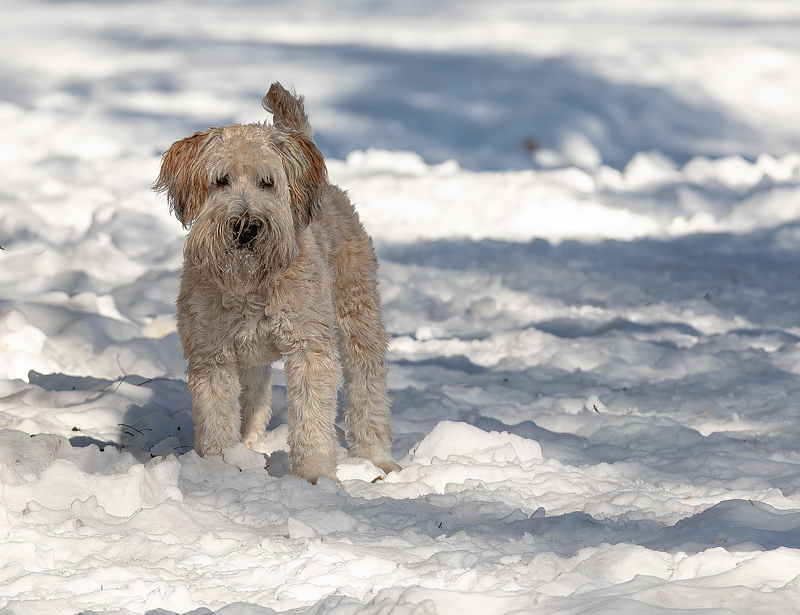 How to Capture Your Pet&rsquo;s Personality on Camera