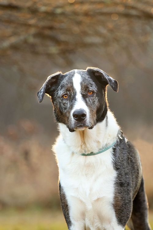 Pretty dog with speaking eyes looks at camera