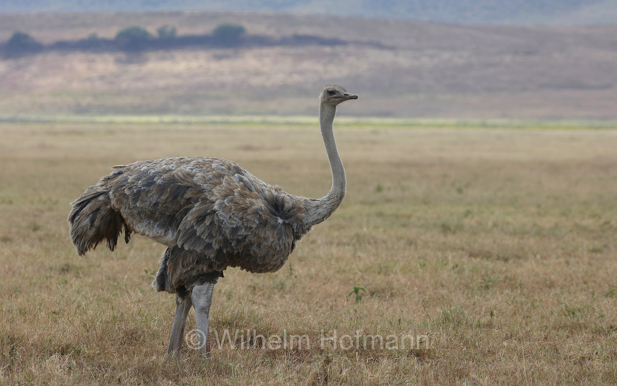 Masai ostrich, East African ostrich, Massai-Strauß, struzzo masai, Struthio camelus massaicus, area di conservazione di Ngorongoro, Ngorongoro Conservation Area, Ngorongoro Krater, Tanzania, Tansania
