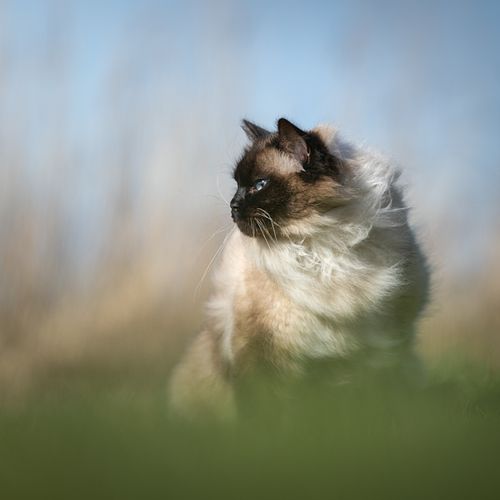 KATTENFOTOGRAFIE