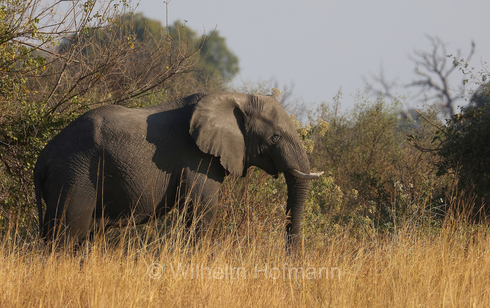 African bush elephant, African savanna elephant, Afrikanischer Elefant, Afrikanischer Buschelefant, Afrikanischer Savannenelefant, Afrikanischer Steppenelefant, elefanto africano, elefanto africano di savana, Moremi Game Reserve, Moremi-Wildreservat, Okavango Delta, Okavango Grassland, Botswana, Republik Botsuana