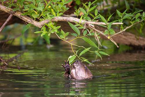 Castor fiber -Eurasian beaver