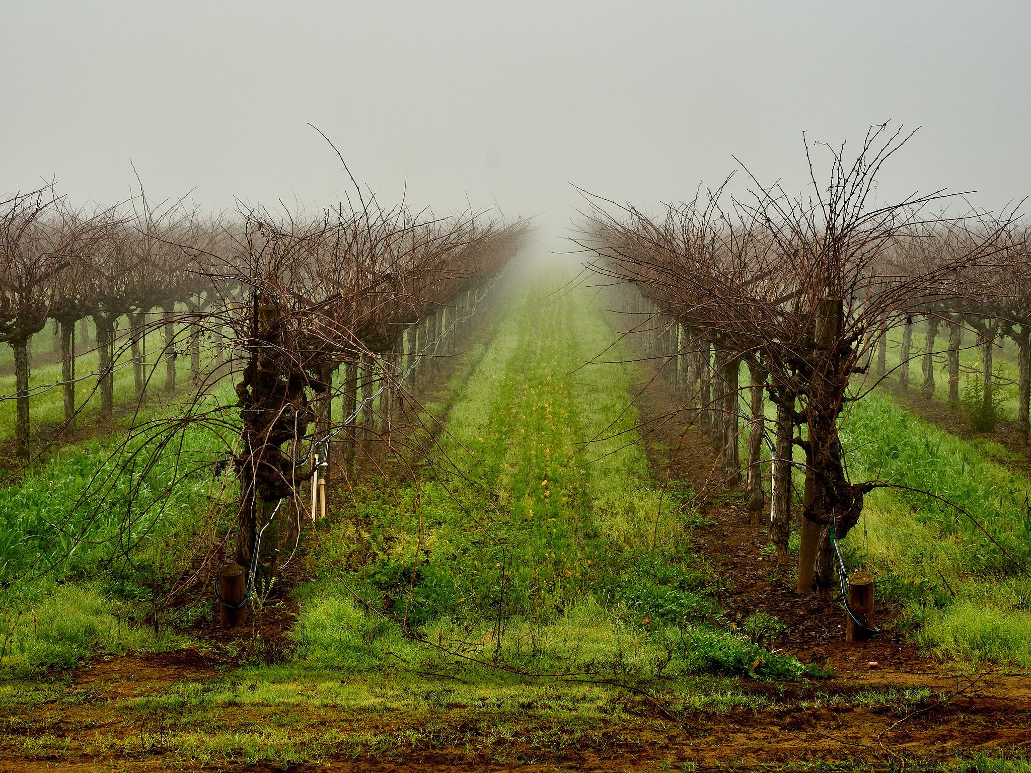 Fog Ceiling - St. Helena, California