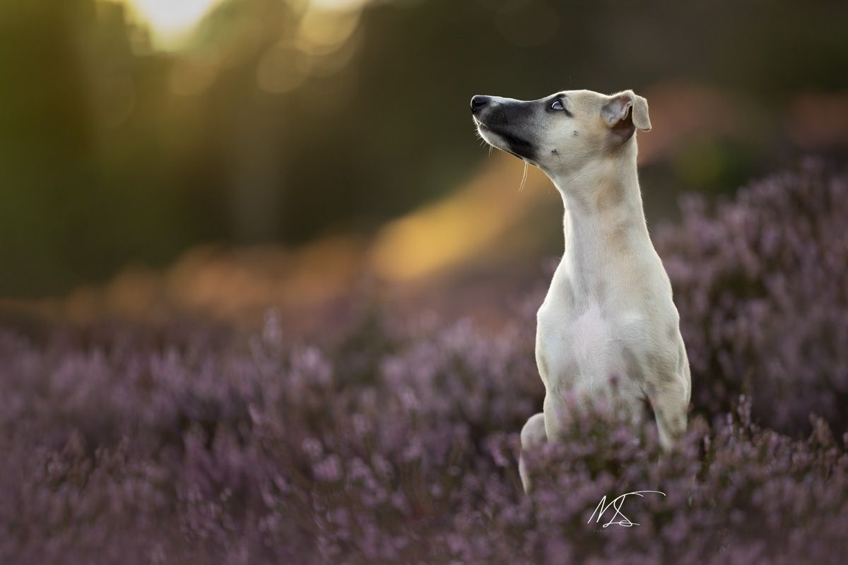 Huisdierenfotografie Whippet puppy in heide met zonsondergang zijaanzicht kijkt schuin naar boven