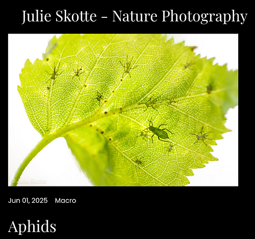 Julie's blog is now available in english