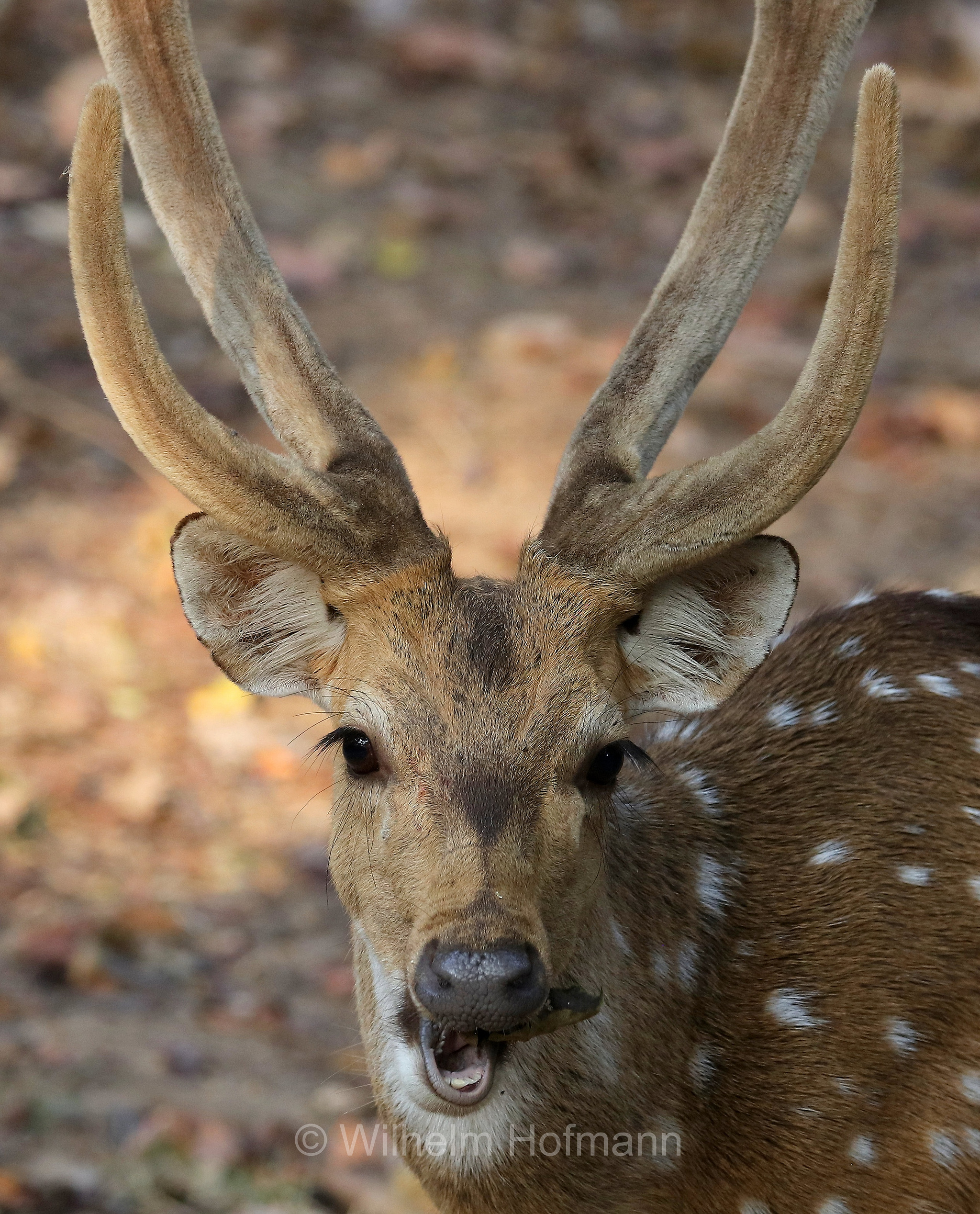 chital, spotted deer, axis deer, Axishirsch, cervo pomellato, Axis axis, Kanha National Park, Kanha-Nationalpark, parco nazionale di Kanha, Madhya Pradesh, India, Indien