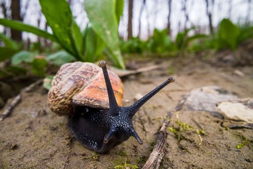 Arianta arbustorum - Copse snail