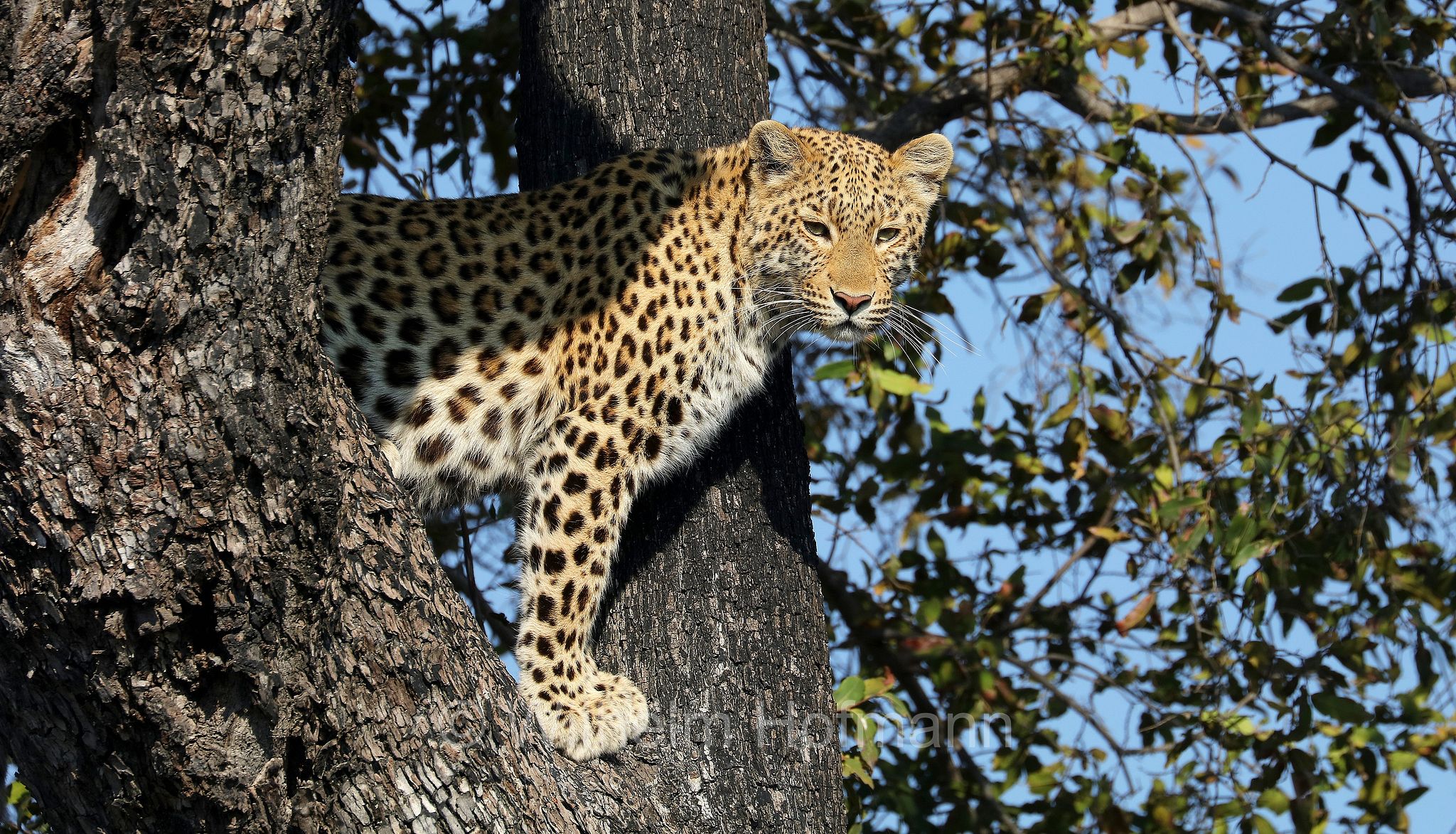 Leopard, leopardo, Panter, Panther, Panthera pardus, Moremi Game Reserve, Moremi-Wildreservat﻿, Okavango Delta, Okavango Grassland, Botswana, Republik Botsuana