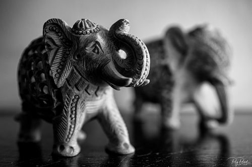 Travelling Elephants ...