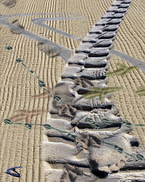 beach sand, tracks, footprints  birds in the sand  dogs in the sand  beach trucks  beach cars  tire prints