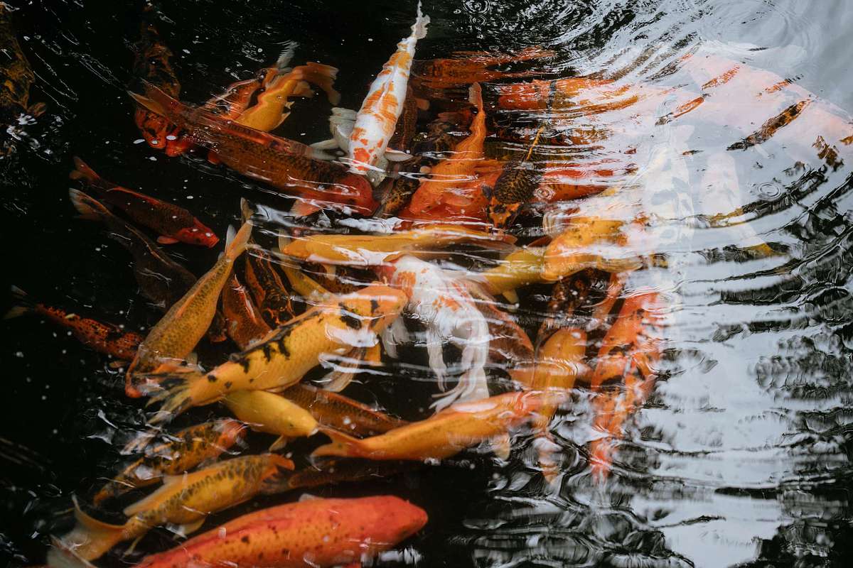 Photographer capturing engagement at Nayara Springs Costa Rica