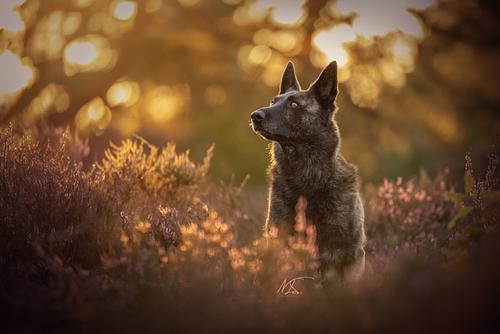 Eindelijk die perfecte foto van jouw hond of puppy!