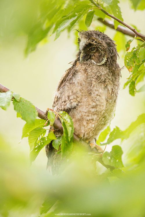 Asio otus - Long-eared Owl