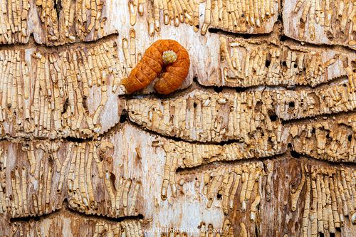 Noctuidae - Owlet Moths parasited