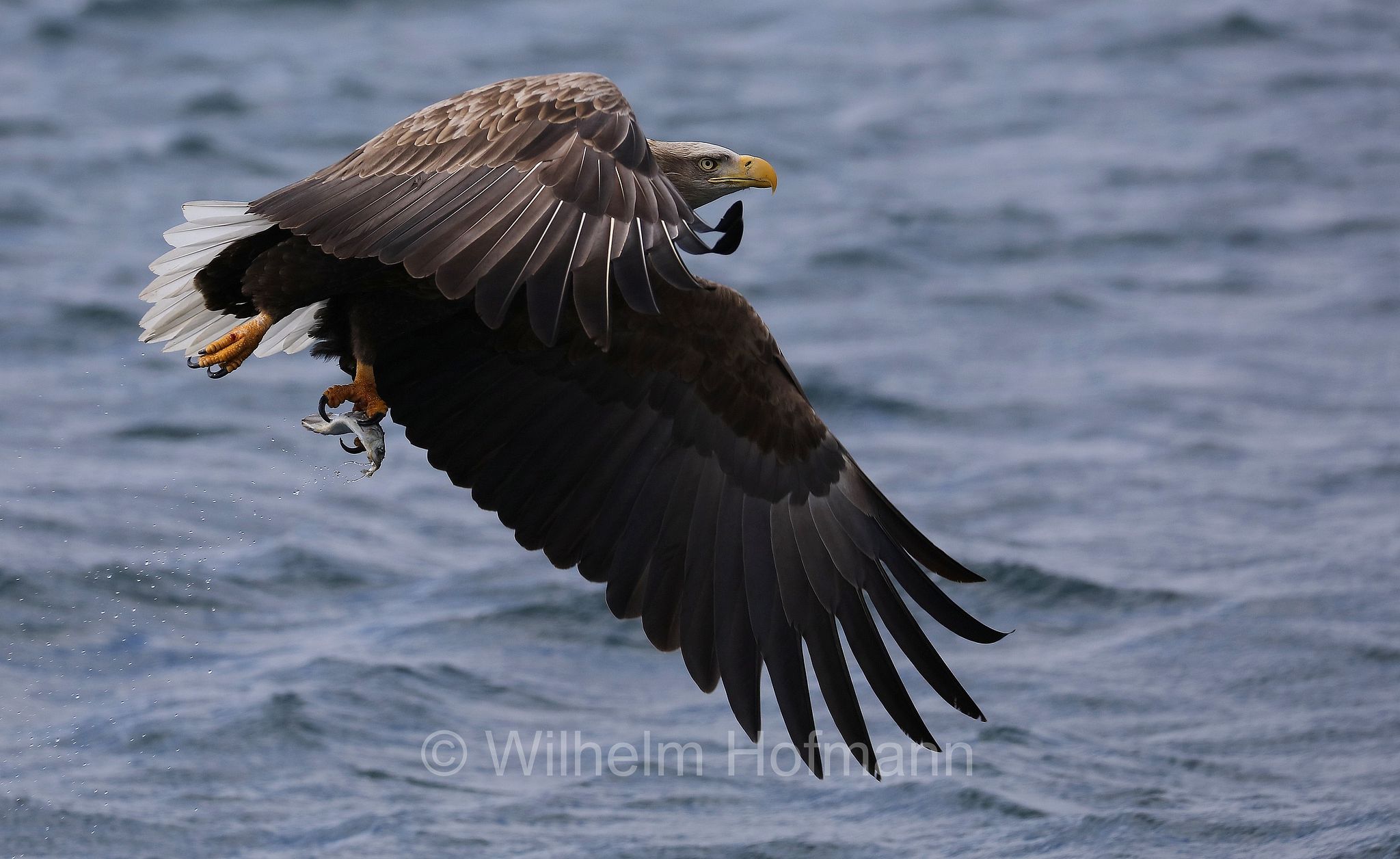 white-tailed eagle, white-tailed sea-eagle, ern, erne, gray sea eagle, Eurasian sea eagle, Seeadler, aquila di mare, aquila di mare codabianca, Rausu, penisola di Shiretoko, Shiretoko Peninsula, Shiretoko-Halbinsel, Hokkaidō, Hokkaido, Japan, Giappone