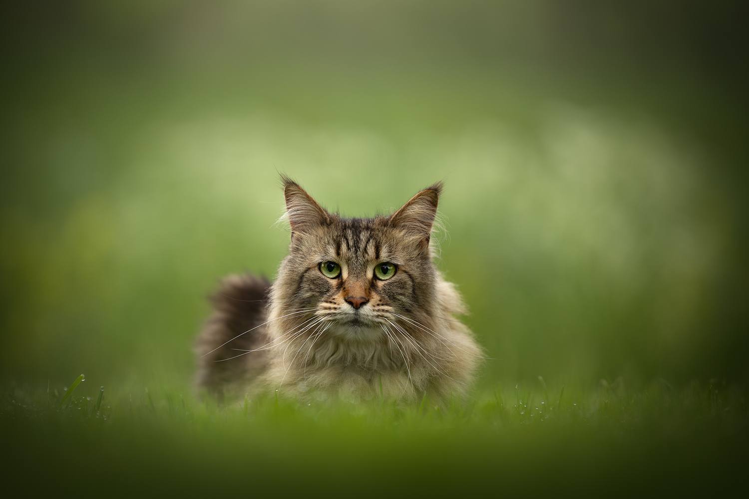 NLS Dierenfotografie