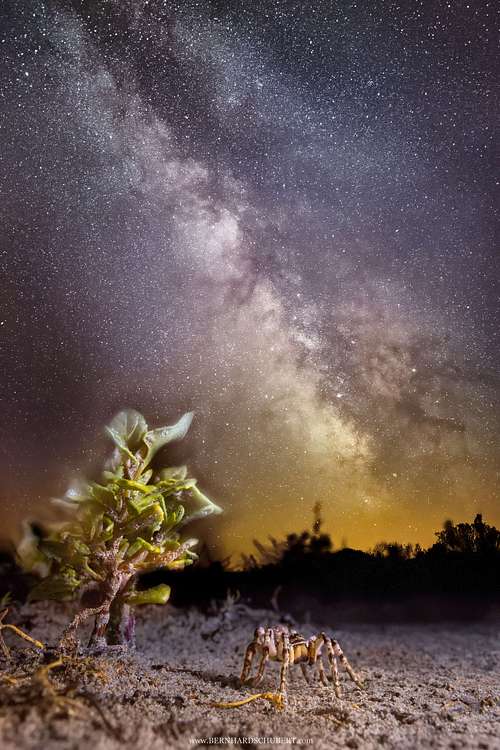 Lycosa singoriensis - South Russian tarantula - during night, photographed by Bernhard Schubert