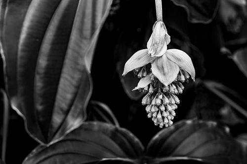 Medinilla auf dem Oeschberg