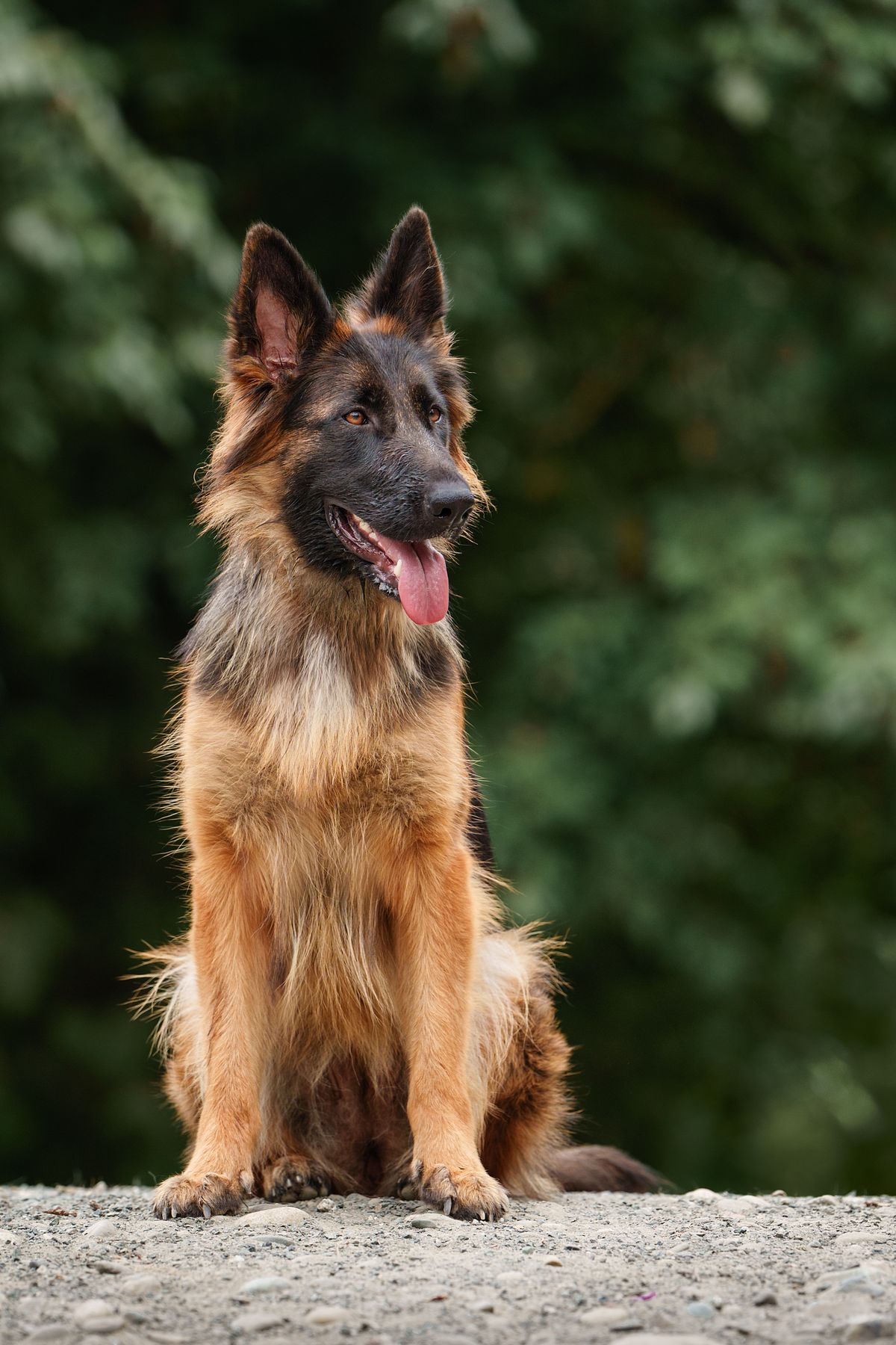 German Shepherd at the park