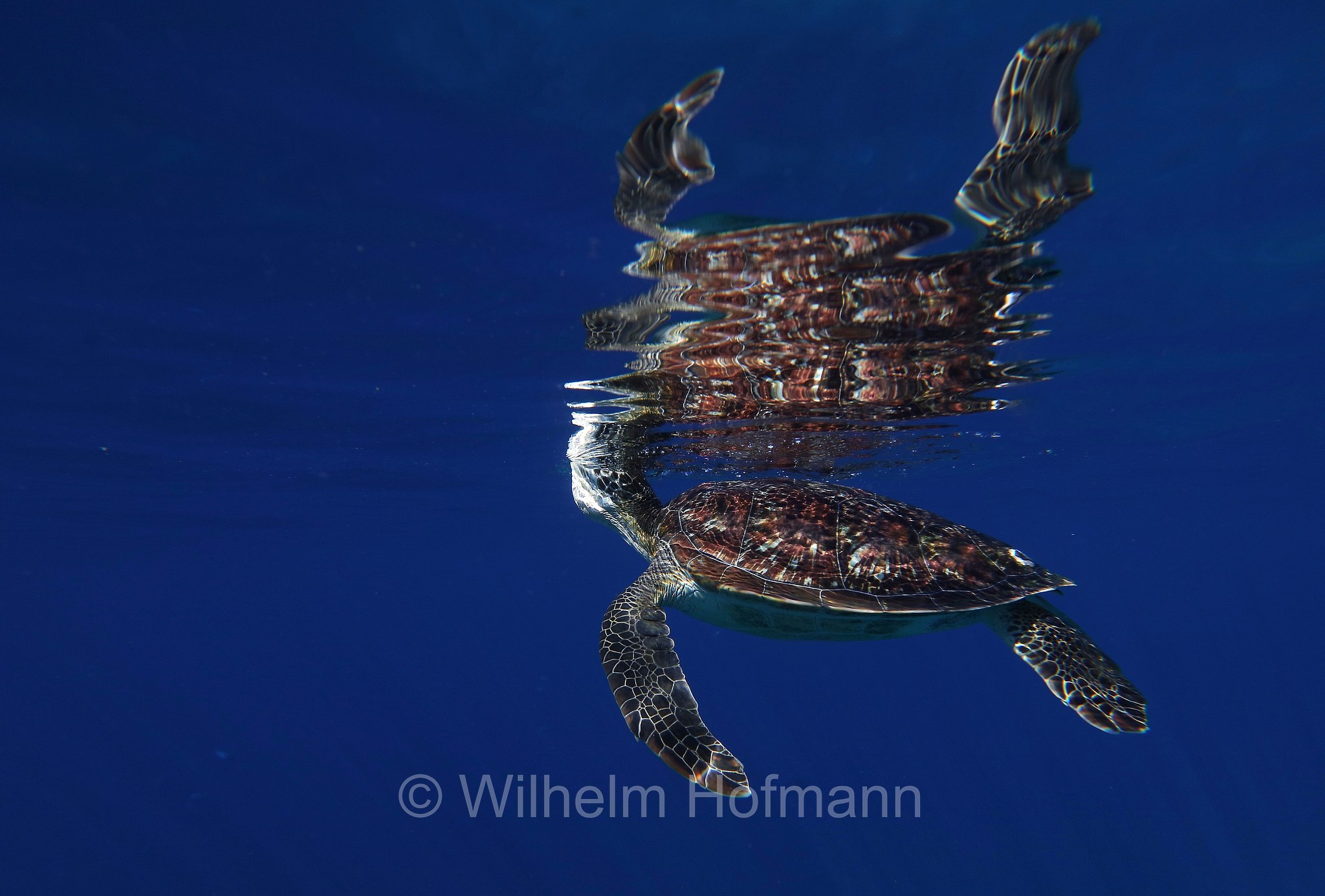 green sea turtle, green turtle, black sea turtle, Pacific green turtle, Grüne Meeresschildkröte, tartaruga verde, Chelonia mydas, Komodo Islands, Komodo, Lesser Sunda Islands, Kleine Sundainseln, Piccole Isole della Sonda, Nusa Tenggara Islands, Kepulauan Nusa Tenggara, Indonesia, Indonesien﻿, Mawan