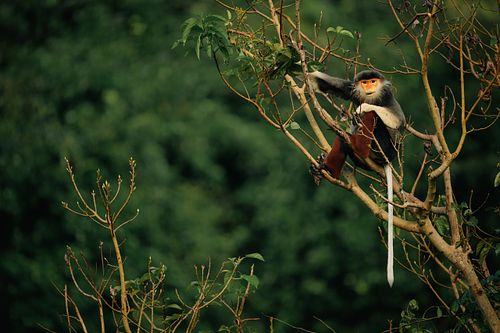 Red-shanked Douc, Vietnam, old world monkey, critically endangered, Pygathrix nemaeus.