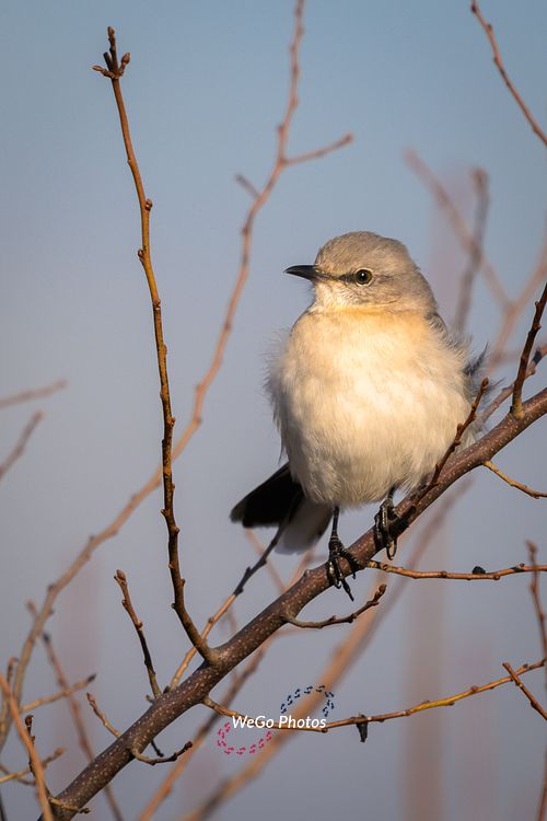 Norhtern Mockingbird at Bombay Hook National Wildelife Refuge
