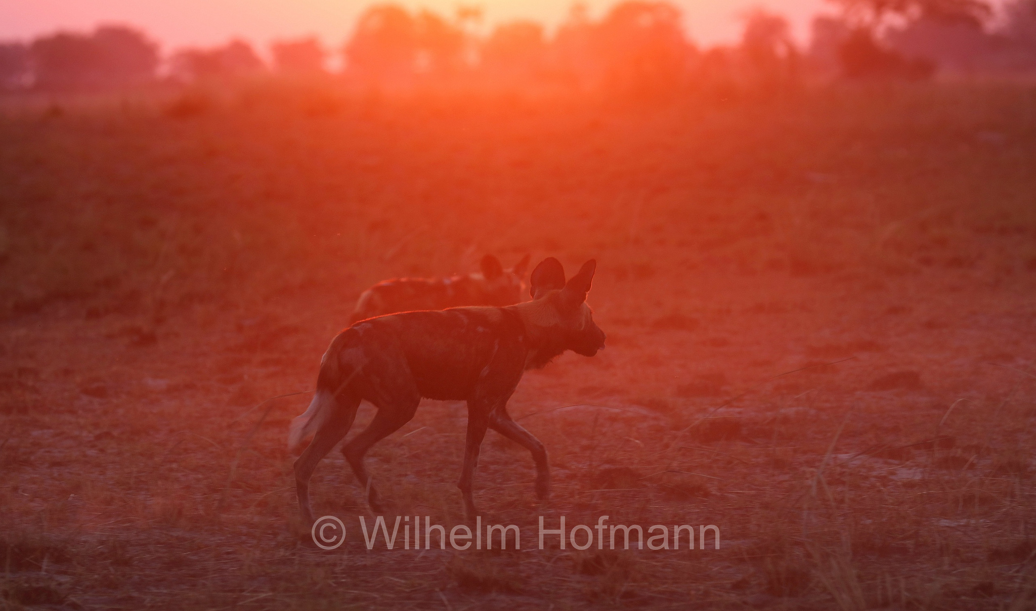 African wild dog, painted dog, Cape hunting dog, Afrikanischer Wildhund, licaone, cane selvatico africano, Lycaon pictus, Moremi Game Reserve, Moremi-Wildreservat, Okavango Delta, Okavango Grassland, Botswana, Republik Botsuana
