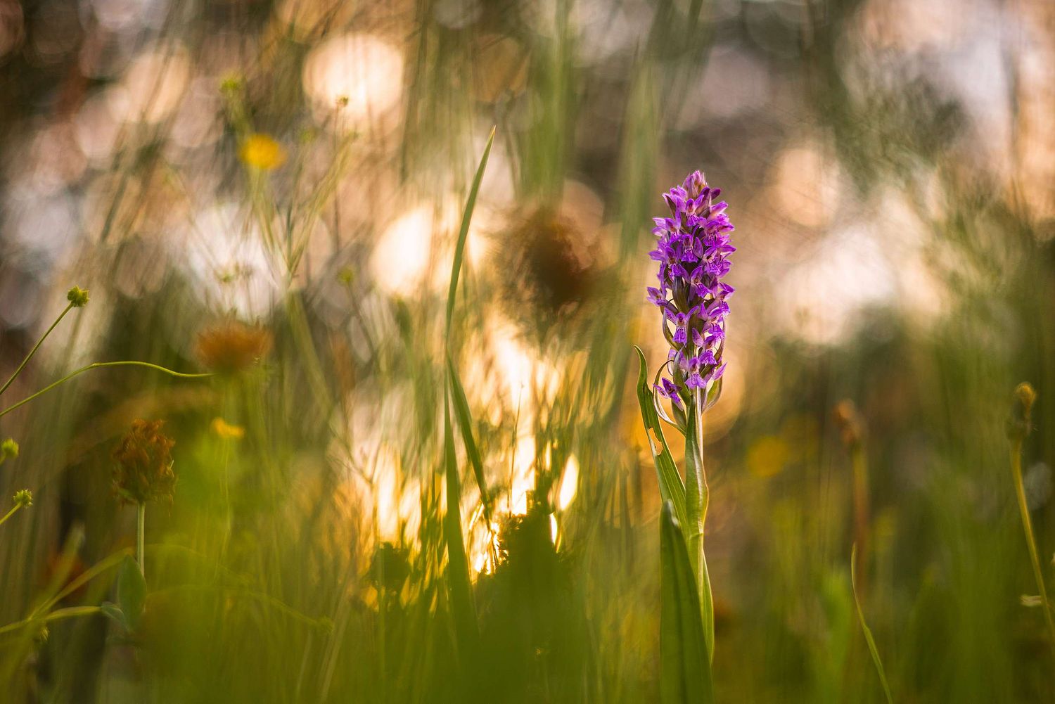 Dactylorhiza majalis - Broad-leaved marsh orchid