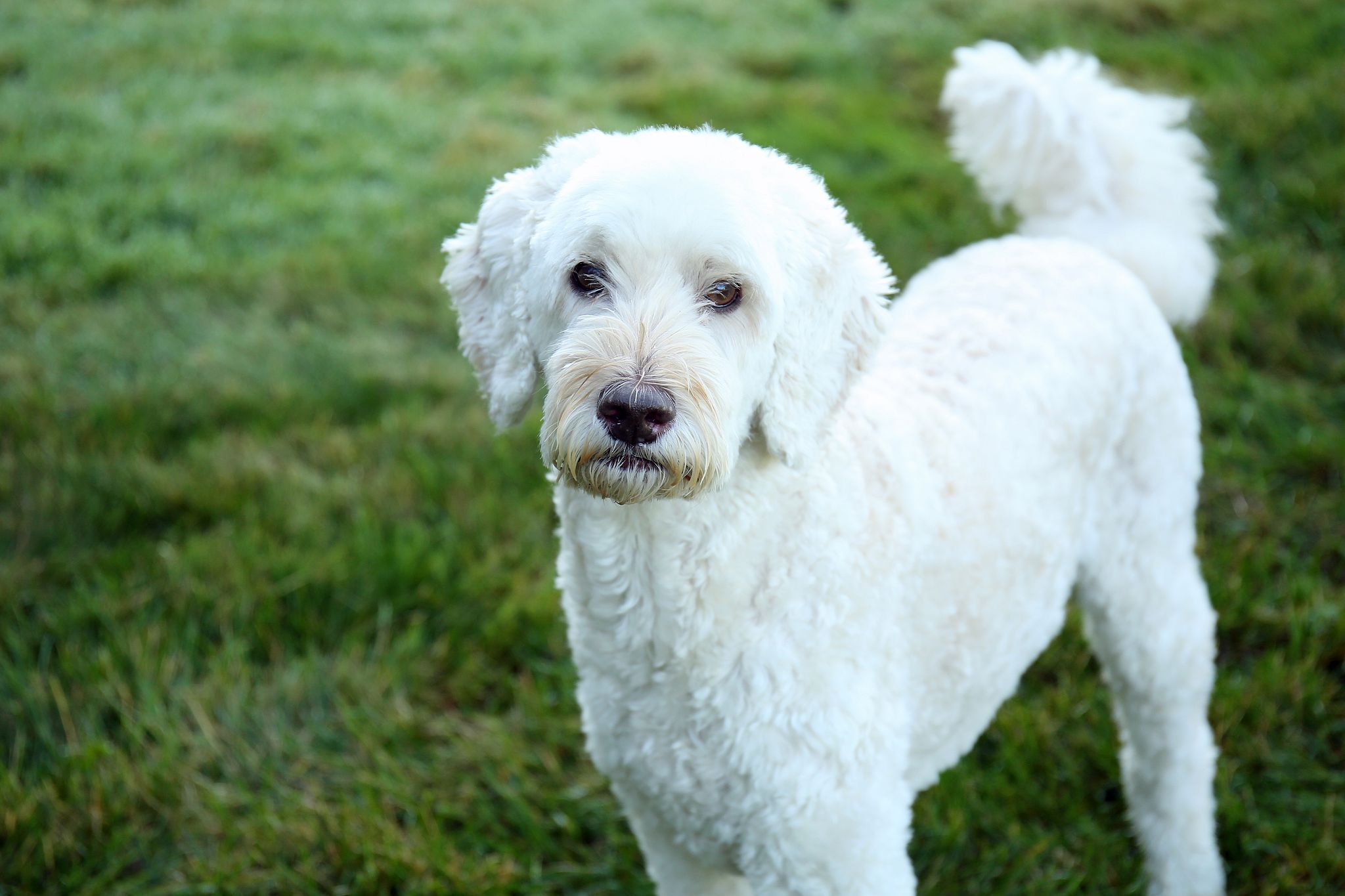 Forest Vibe Photography, Family and Pet Photography
