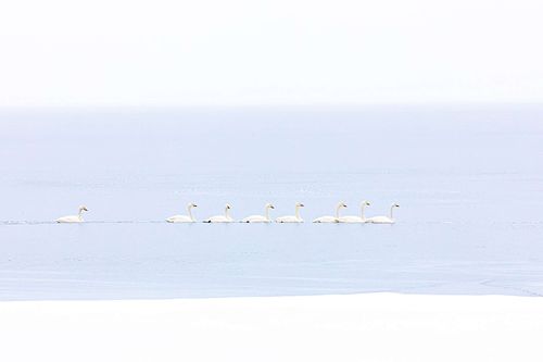 Cygnus cygnus - Singschwan