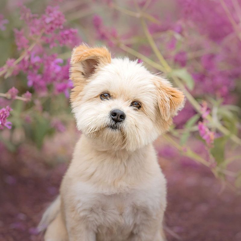 Vote for Coco Pebbles