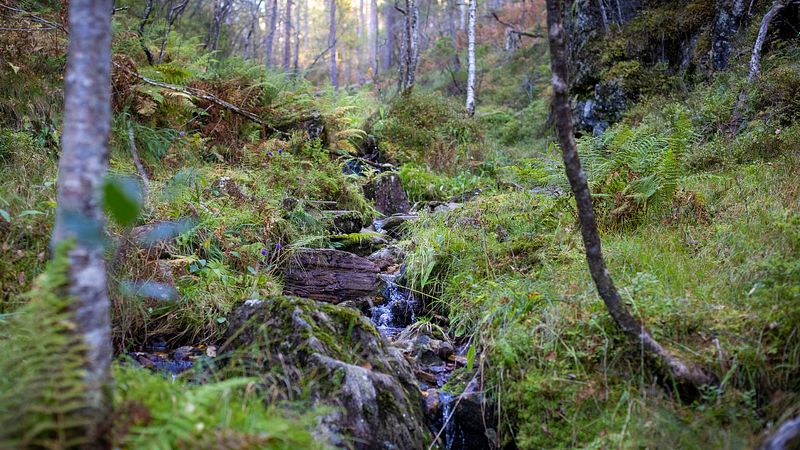Studioet er stengt tysdag 1. oktober