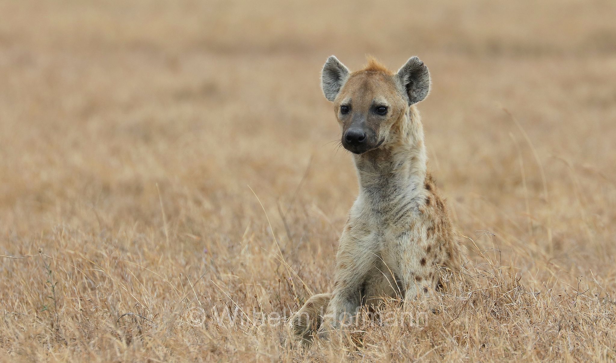 Crocuta crocuta, spotted hyena, laughing hyena, Tüpfelhyäne, Fleckenhyäne, iena macchiata, iena maculata, iena ridens﻿, area di conservazione di Ngorongoro, Ngorongoro Conservation Area, Ngorongoro Krater, Tanzania, Tansania