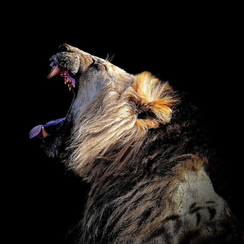 Animaux (tirage carré)