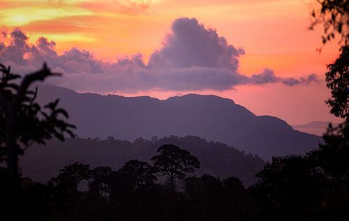 Rainforest sunset