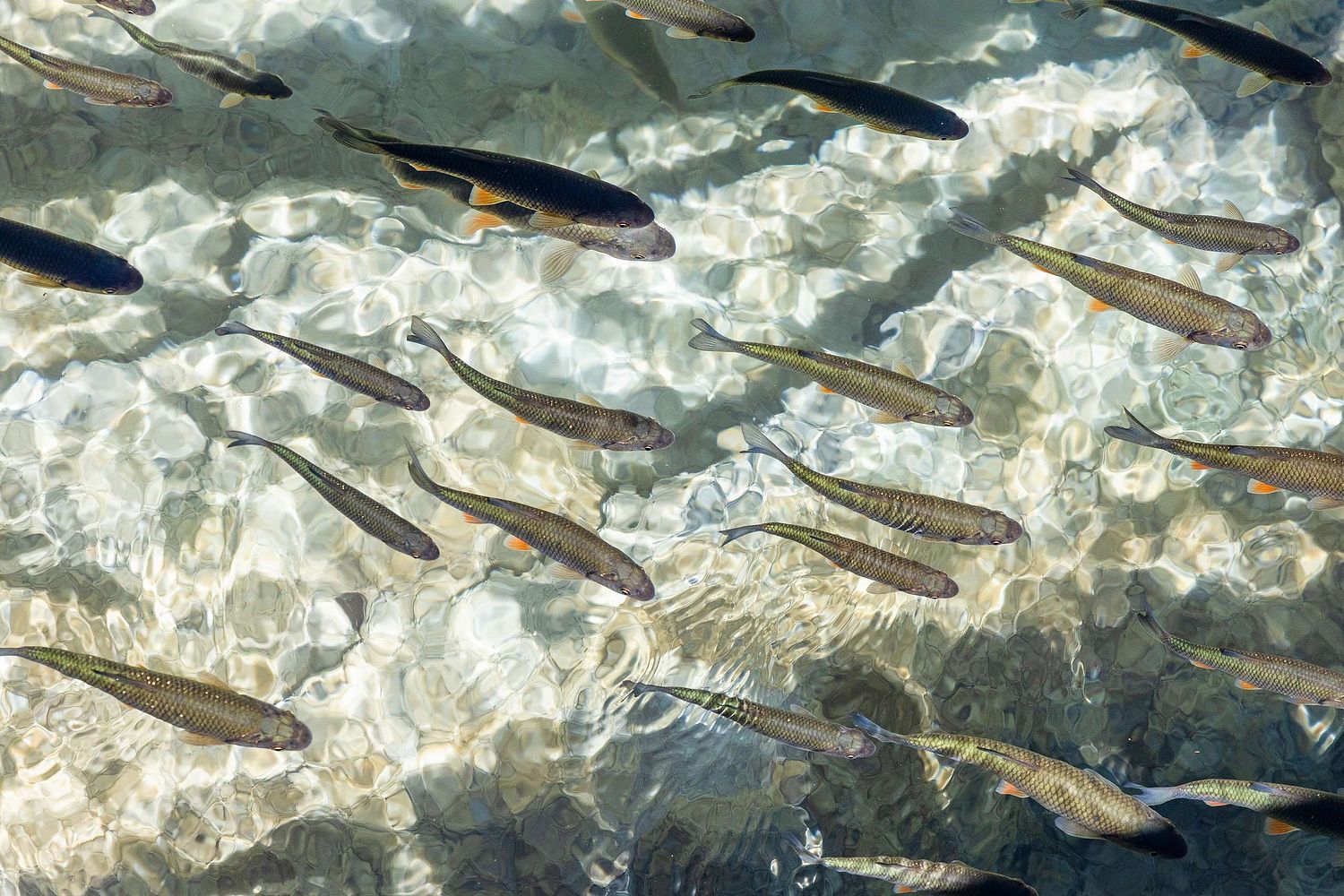 Squalius cephalus - Common chub