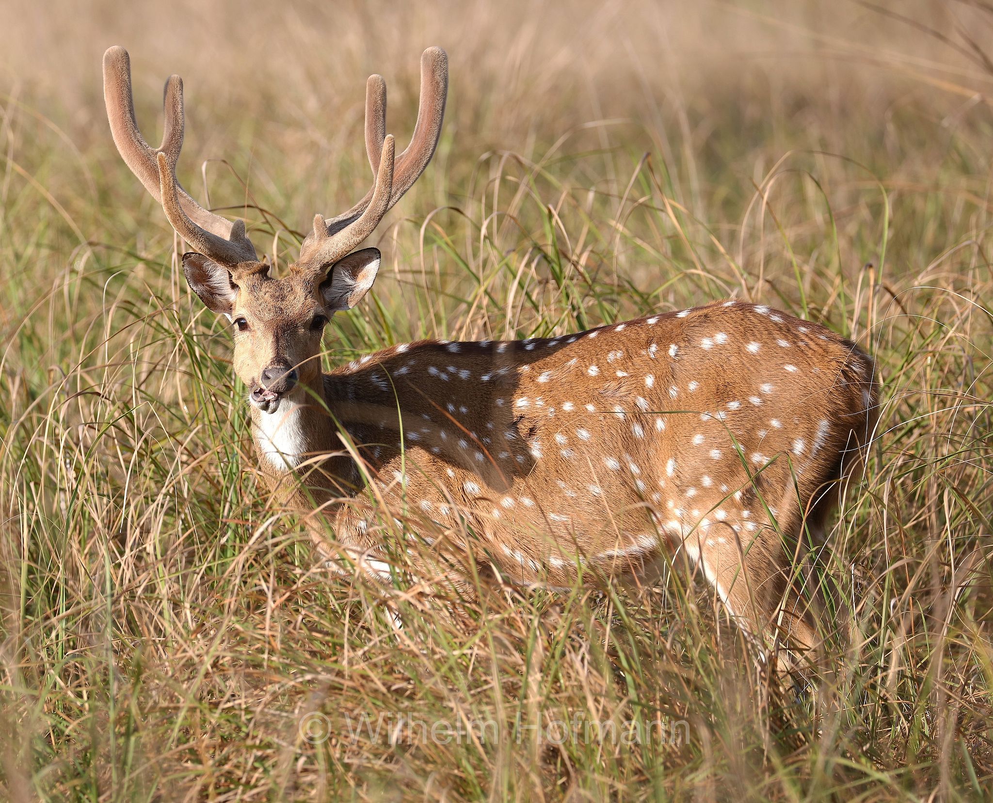 chital, spotted deer, axis deer, Axishirsch, cervo pomellato, Axis axis, Kanha National Park, Kanha-Nationalpark, parco nazionale di Kanha, Madhya Pradesh, India, Indien