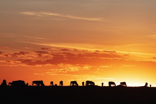 Sunset Silhouette Wildebeest in Africa