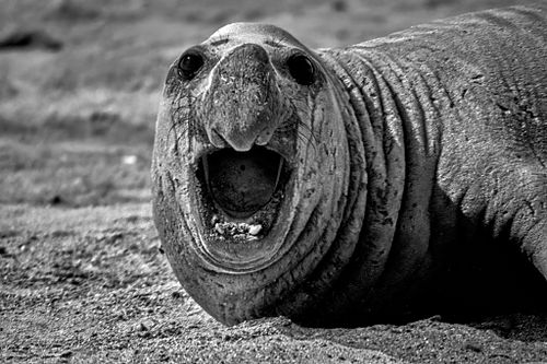Elefante marino | Mirounga leonina