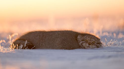 Pallas's cat, Manul, Mongolian Steppe