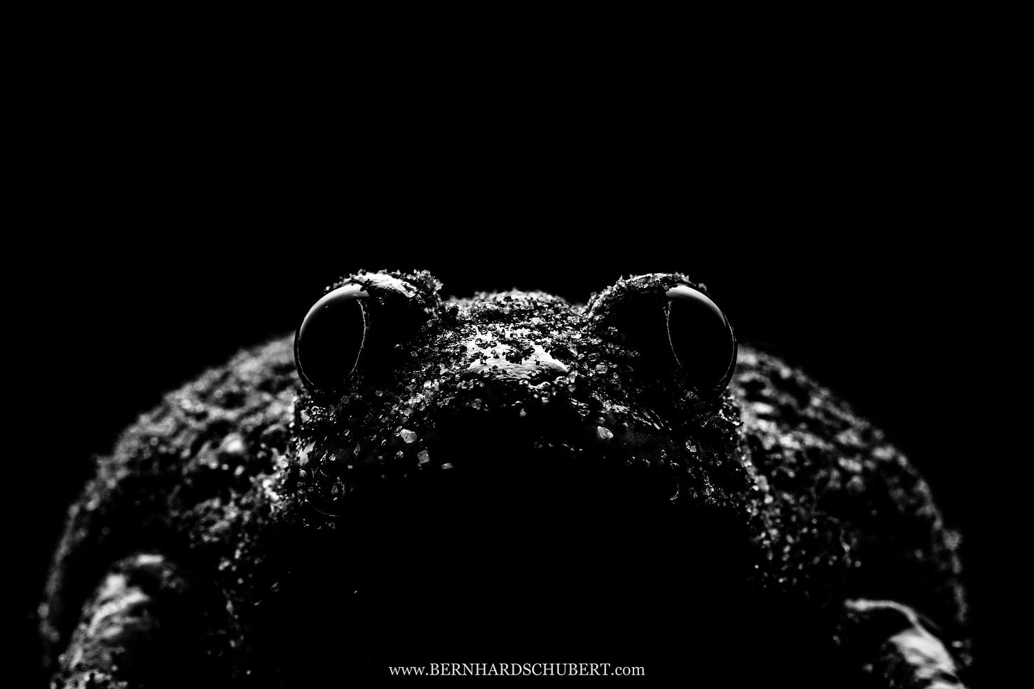 Pelobates fuscus - Common Spadefoot