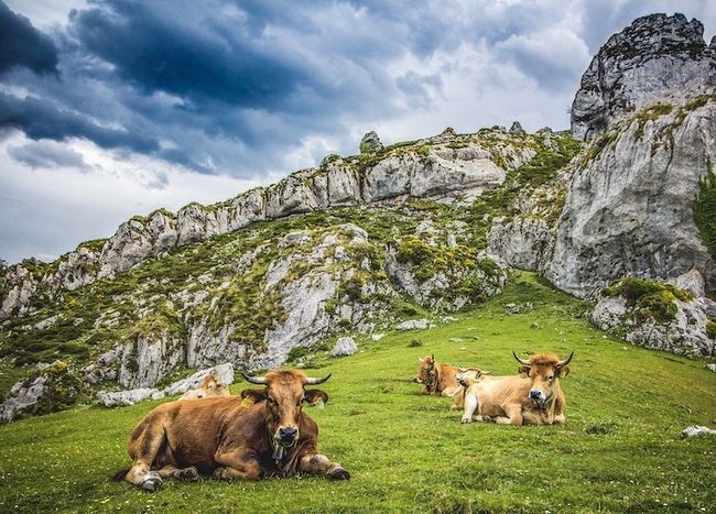 Fotografia de animais de prado