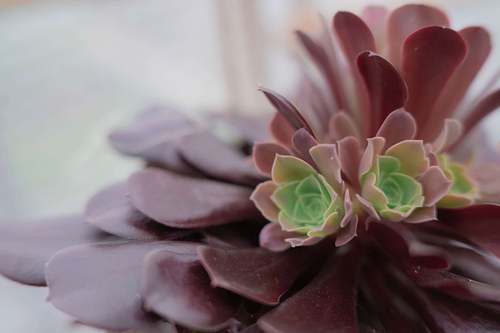 Close-up of a succulent plant with layered leaves photographed in soft natural light