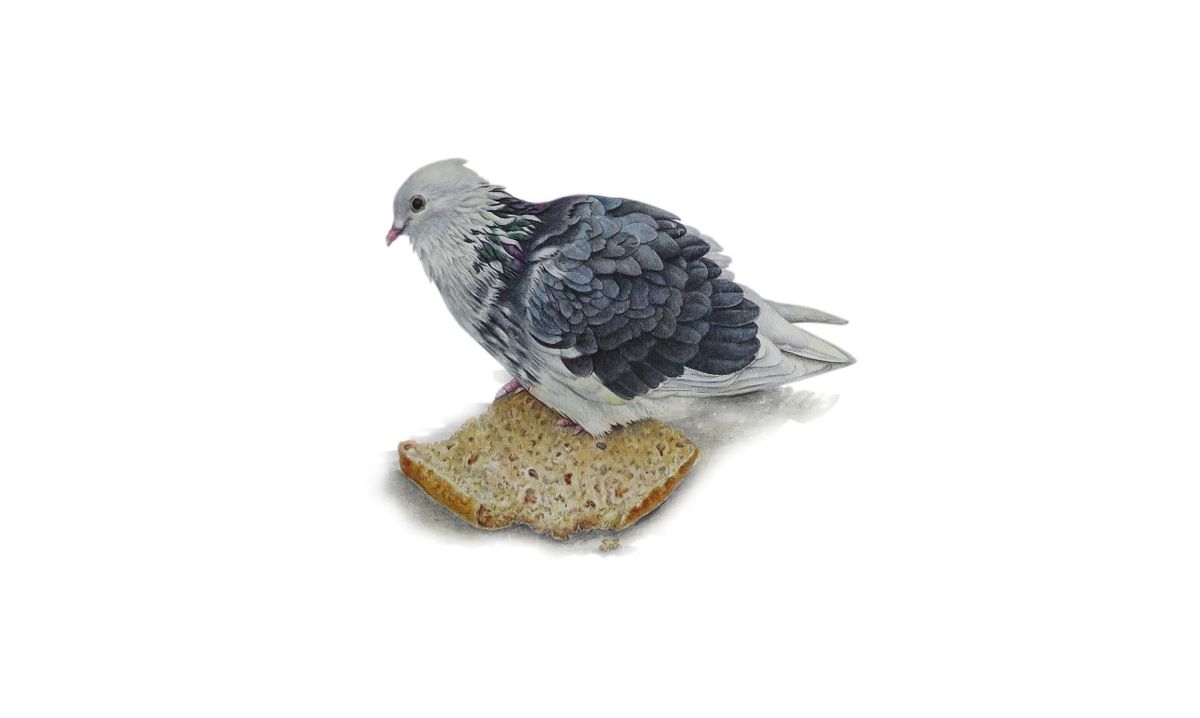 Pigeon illustration
