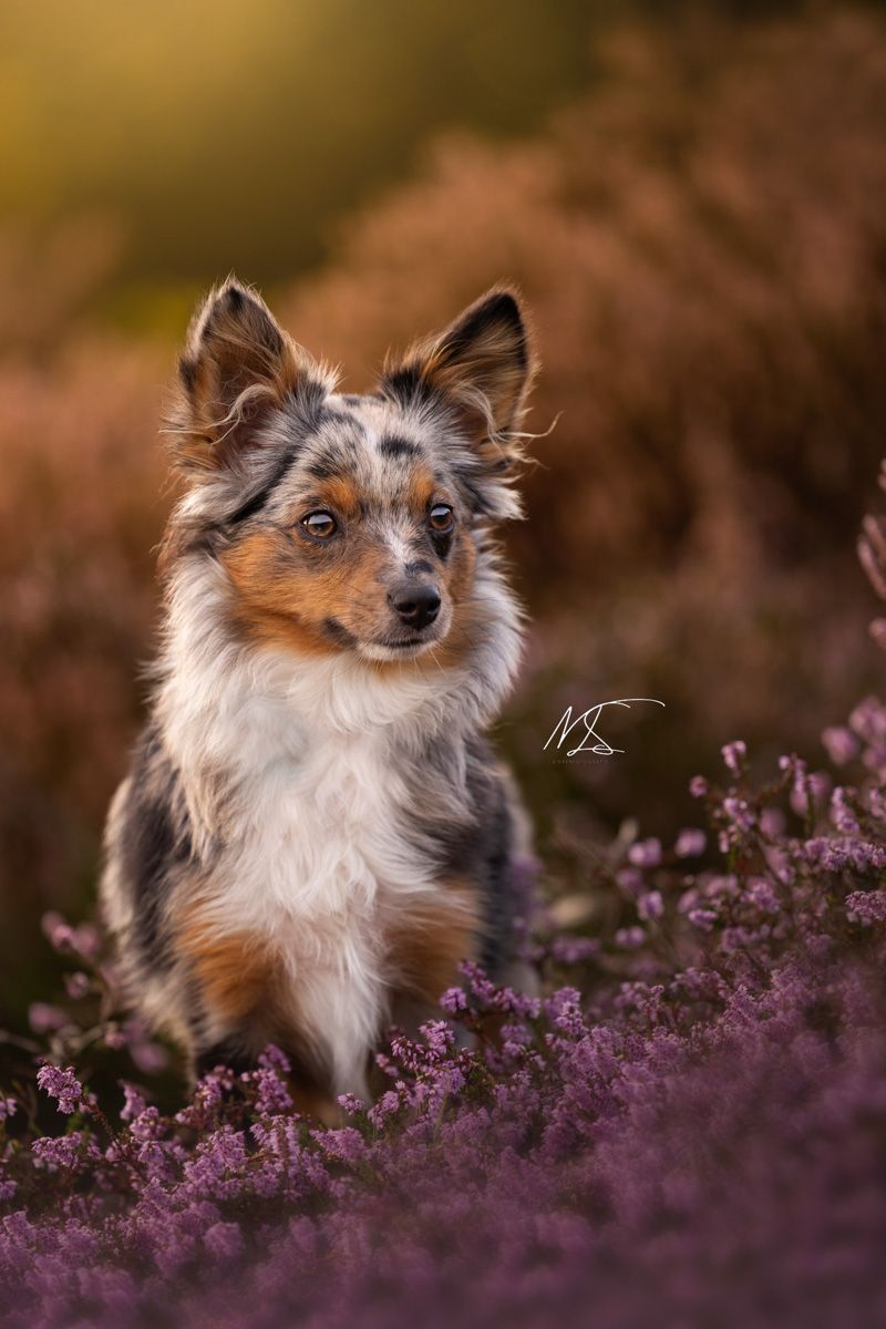 Portretfoto van Mini Aussie puppy in heideveld met regenboogachtige achtergrond