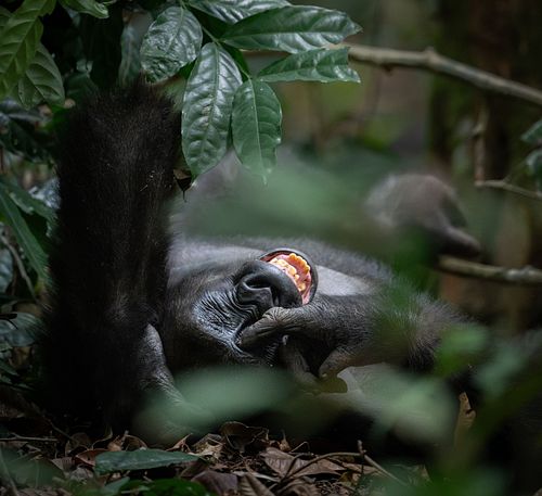 West Lowland Gorilla, Gorilla gorilla gorilla, Gabon, Loango national park, critically endangered species