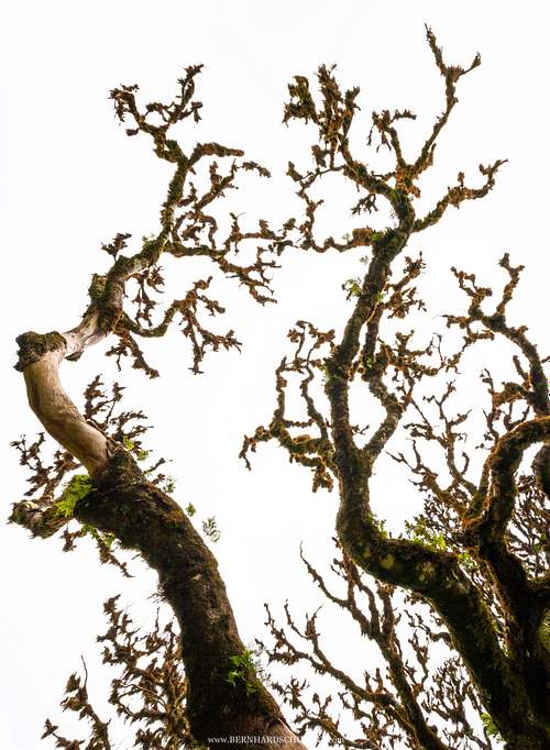 Dead branch of a laurel tree