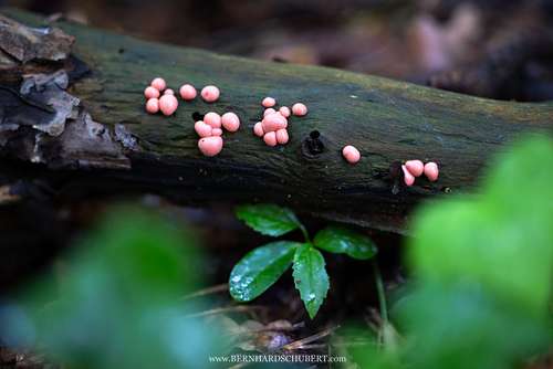 Lycogala epidendrum - Wolf's milk