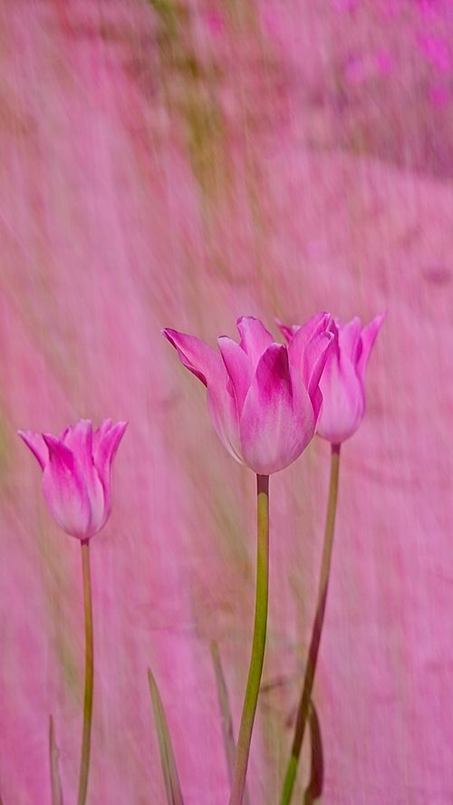 SPRING TULIPS