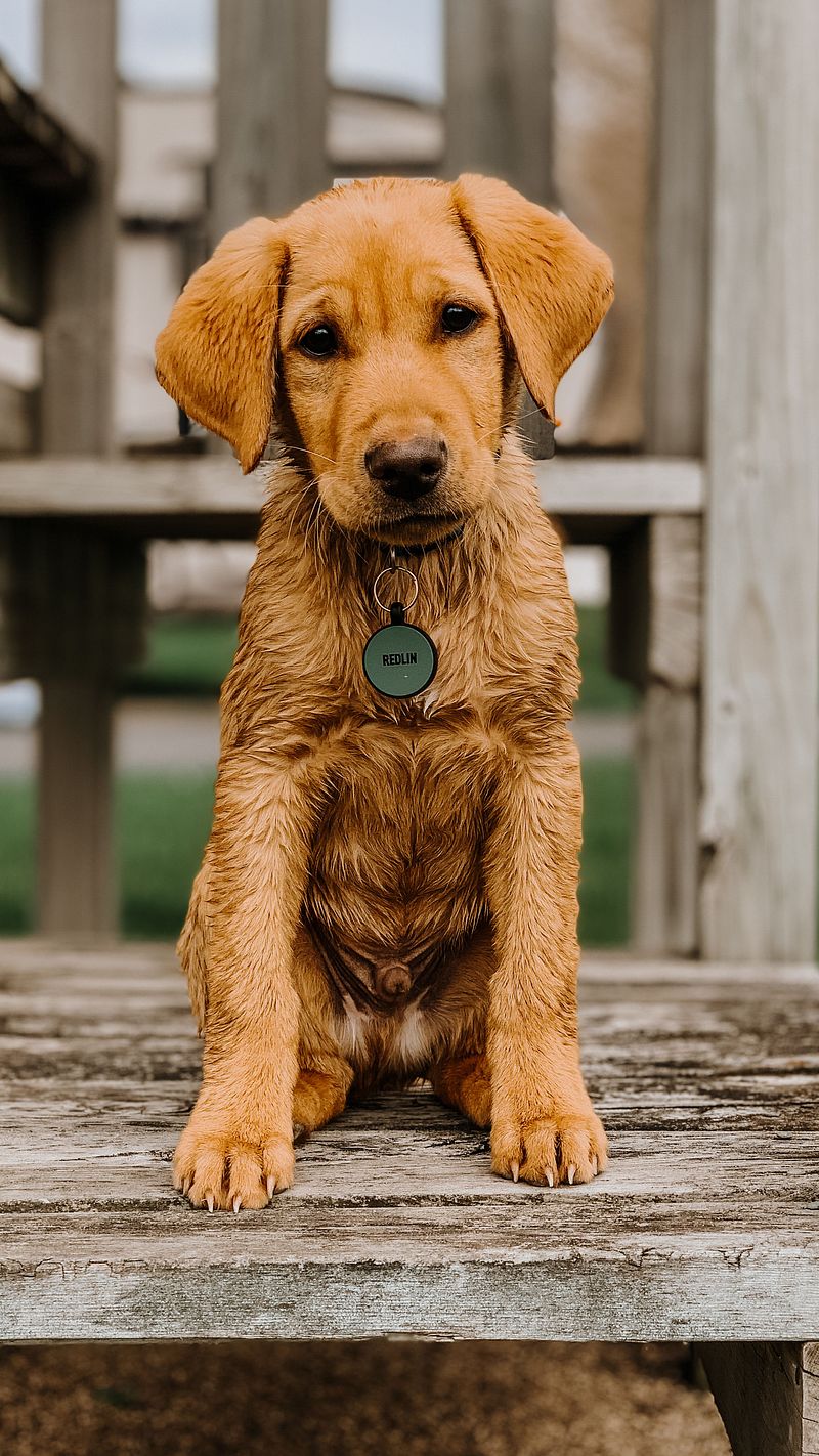 The Do's and Don't's of Bringing Home your First Birddog